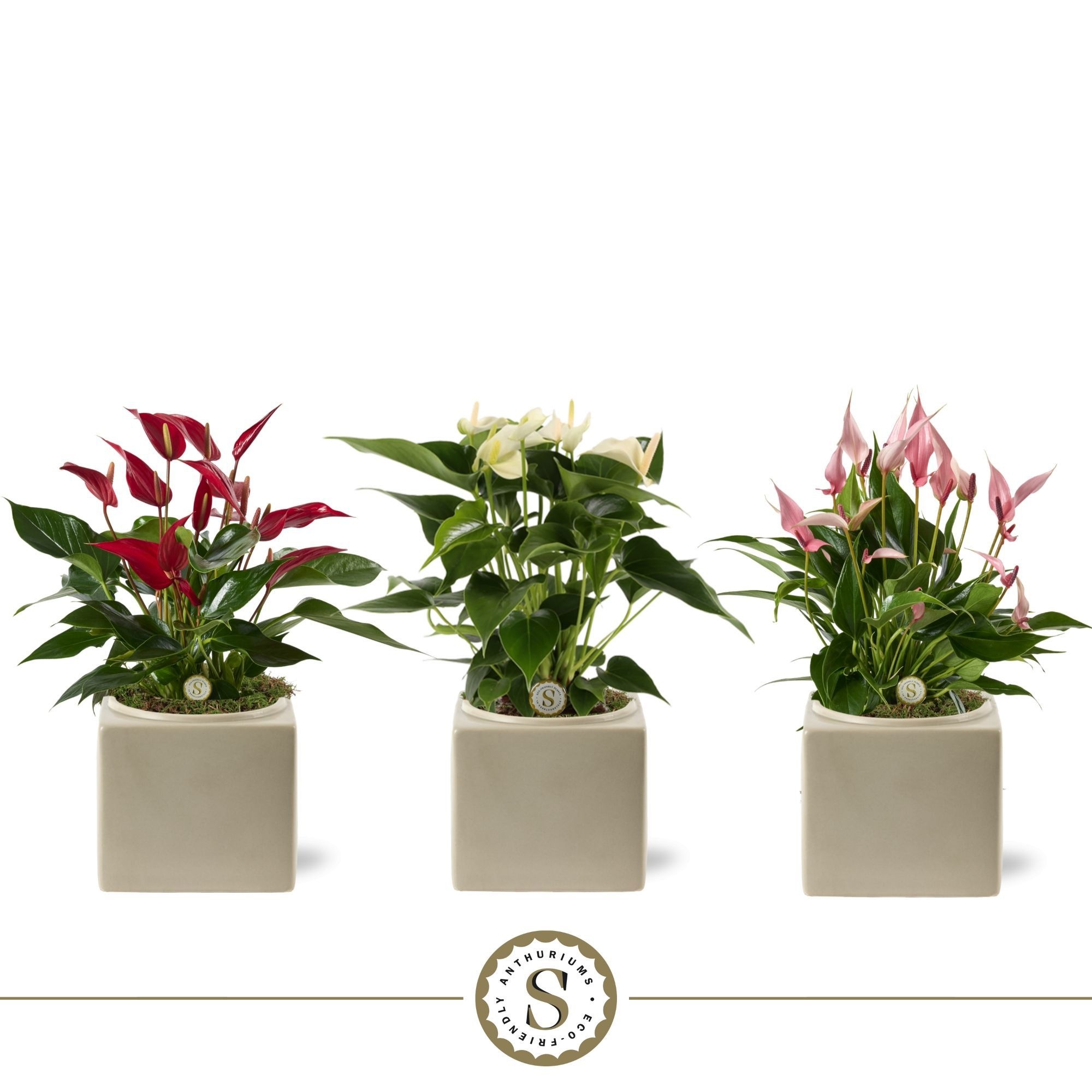 Belicia Light Grey 12cm Mix, D 12