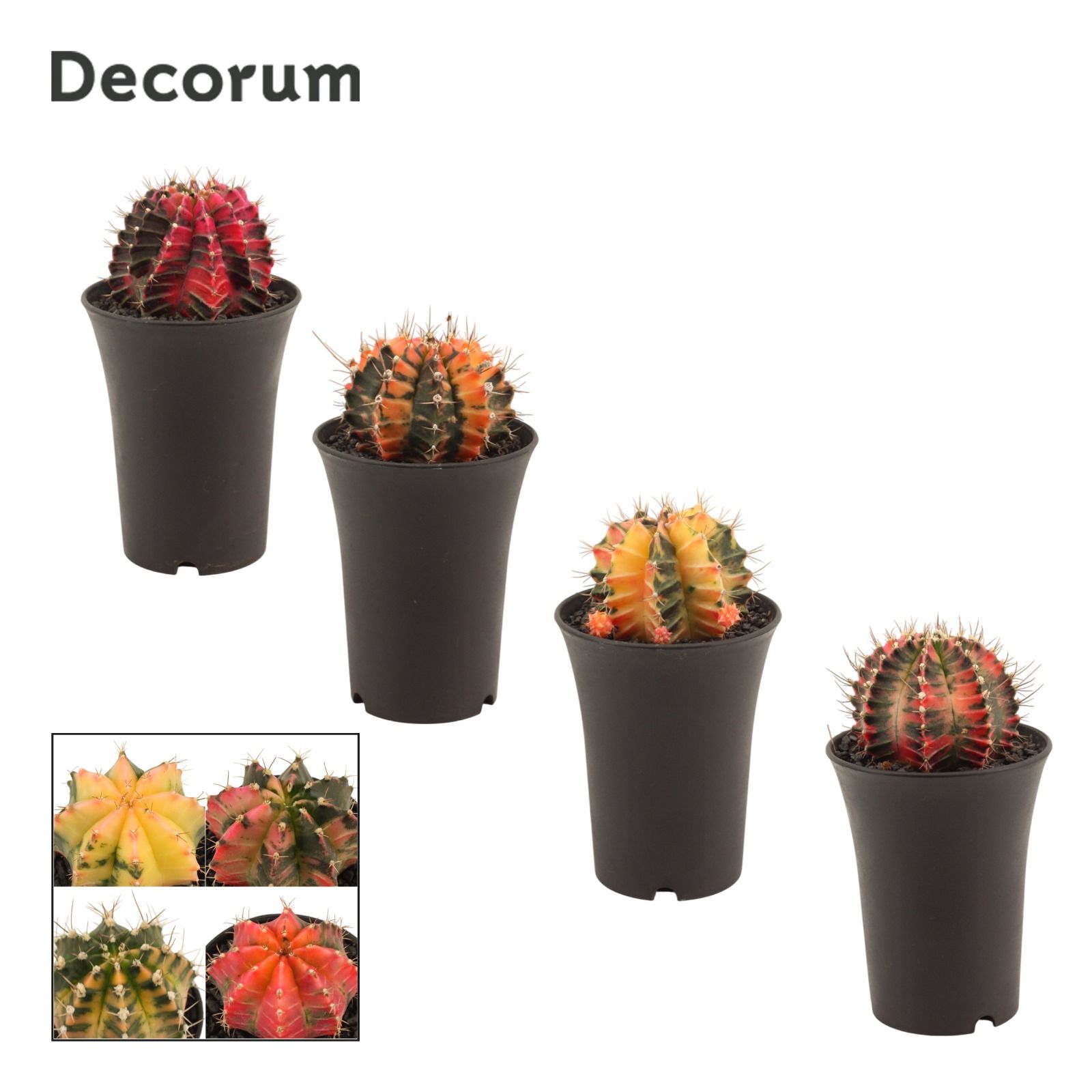 Gymnocalycium Cactus 11 cm Variegated(Decorum), D 11