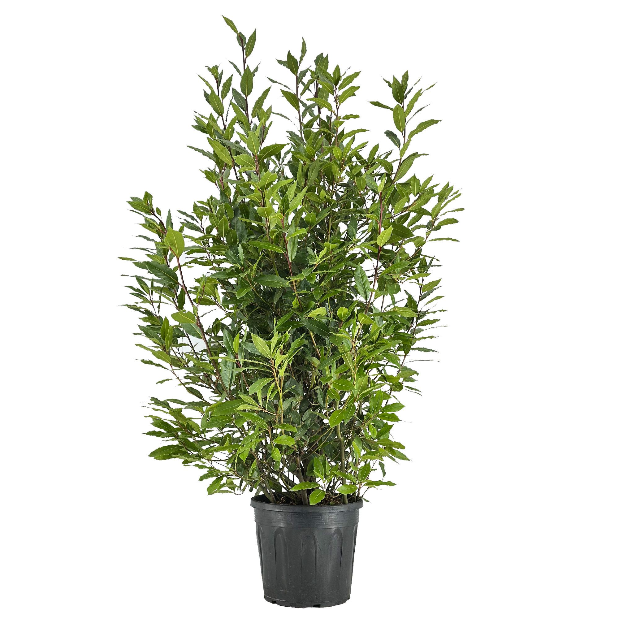 Laurus nobilis Struik, D 30