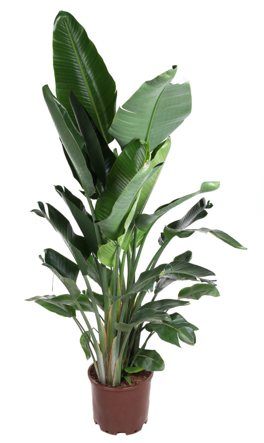Strelitzia Nicolai P38(zonder bloem), D 38