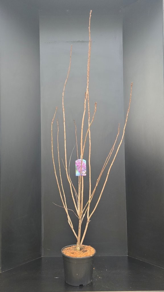 Prunus serrulata 'Kanzan', D 32