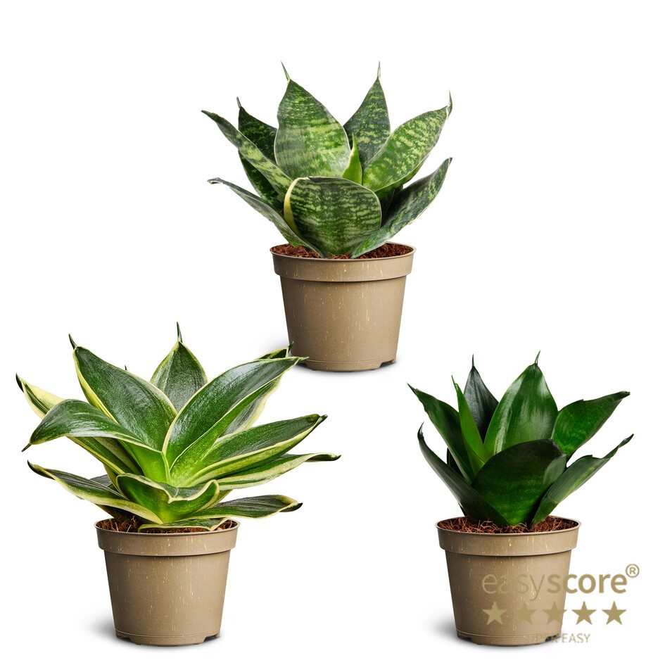 Sansevieria Hahnii Mix, D 6