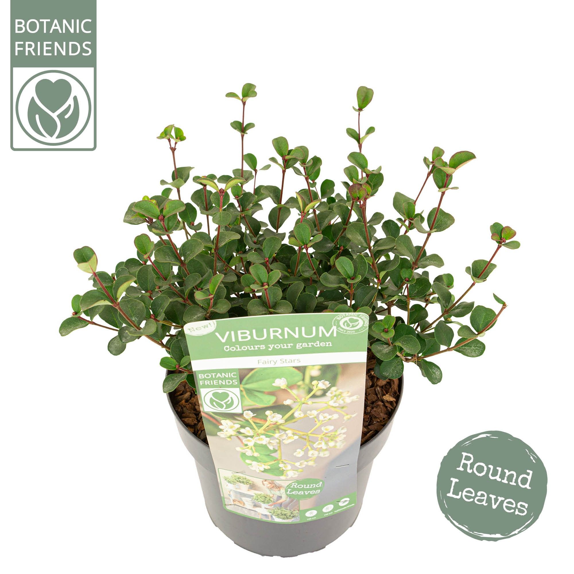 Viburnum Fairy Stars®, D 19