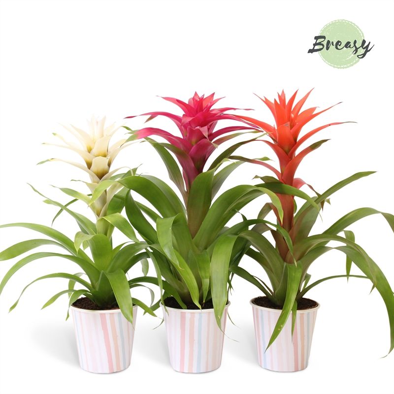 Guzmania Sweet - 13cm in Lille | Mimesis, D 12