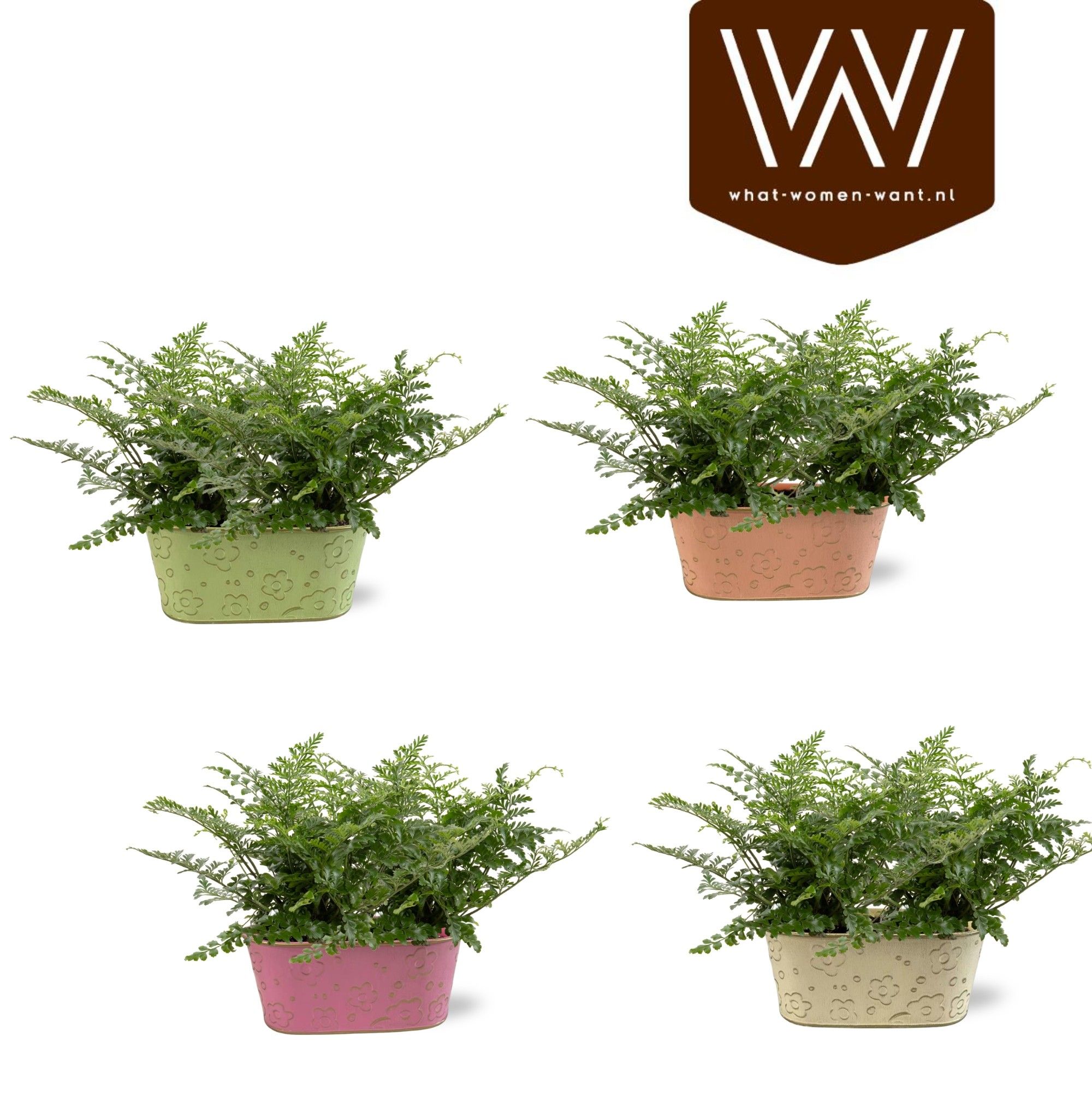 Collectie "Fruity Blend" Varen 19 cm in zinken duobakje Nova, D 19