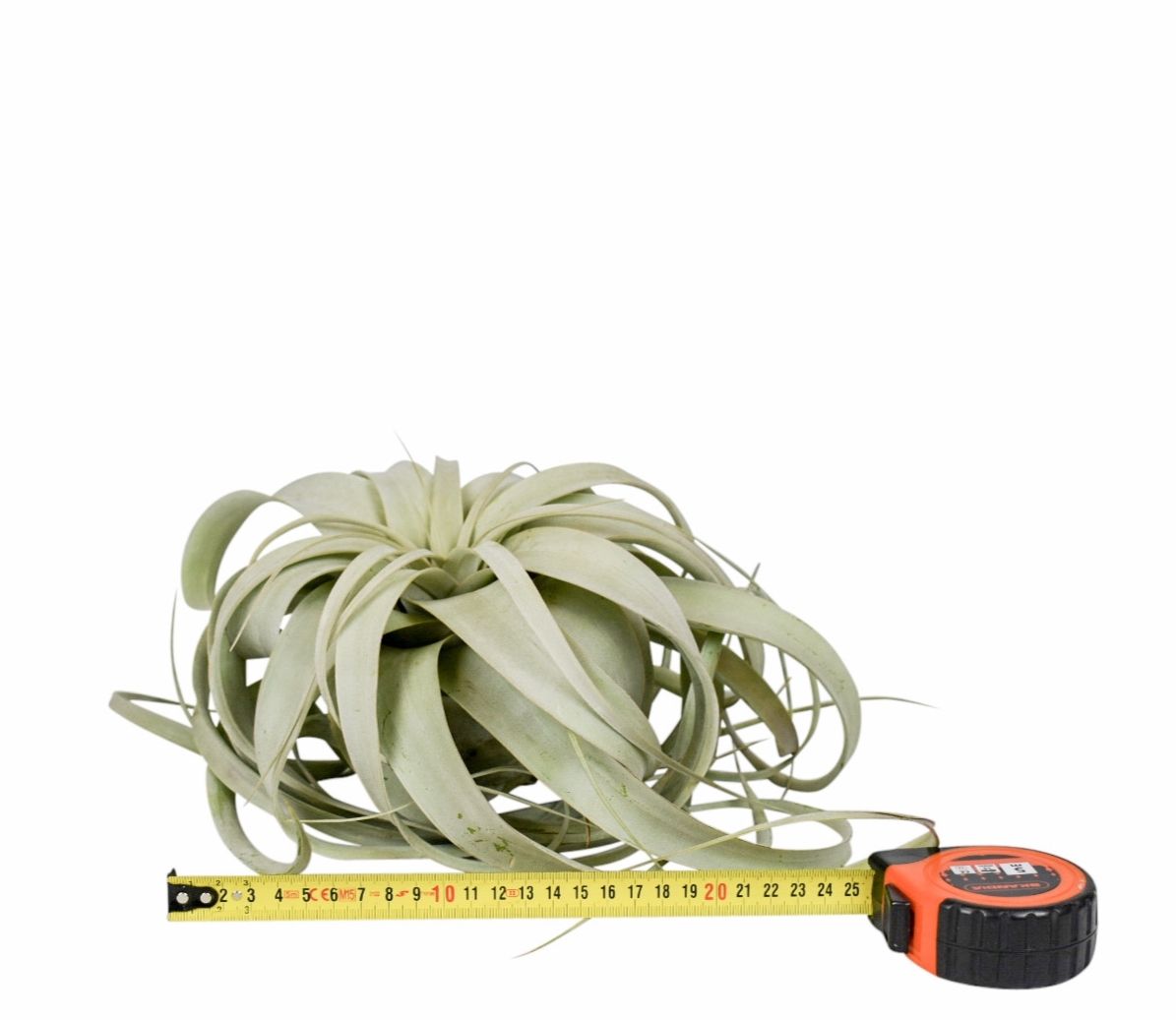 tillandsia xerographica x2, D 25