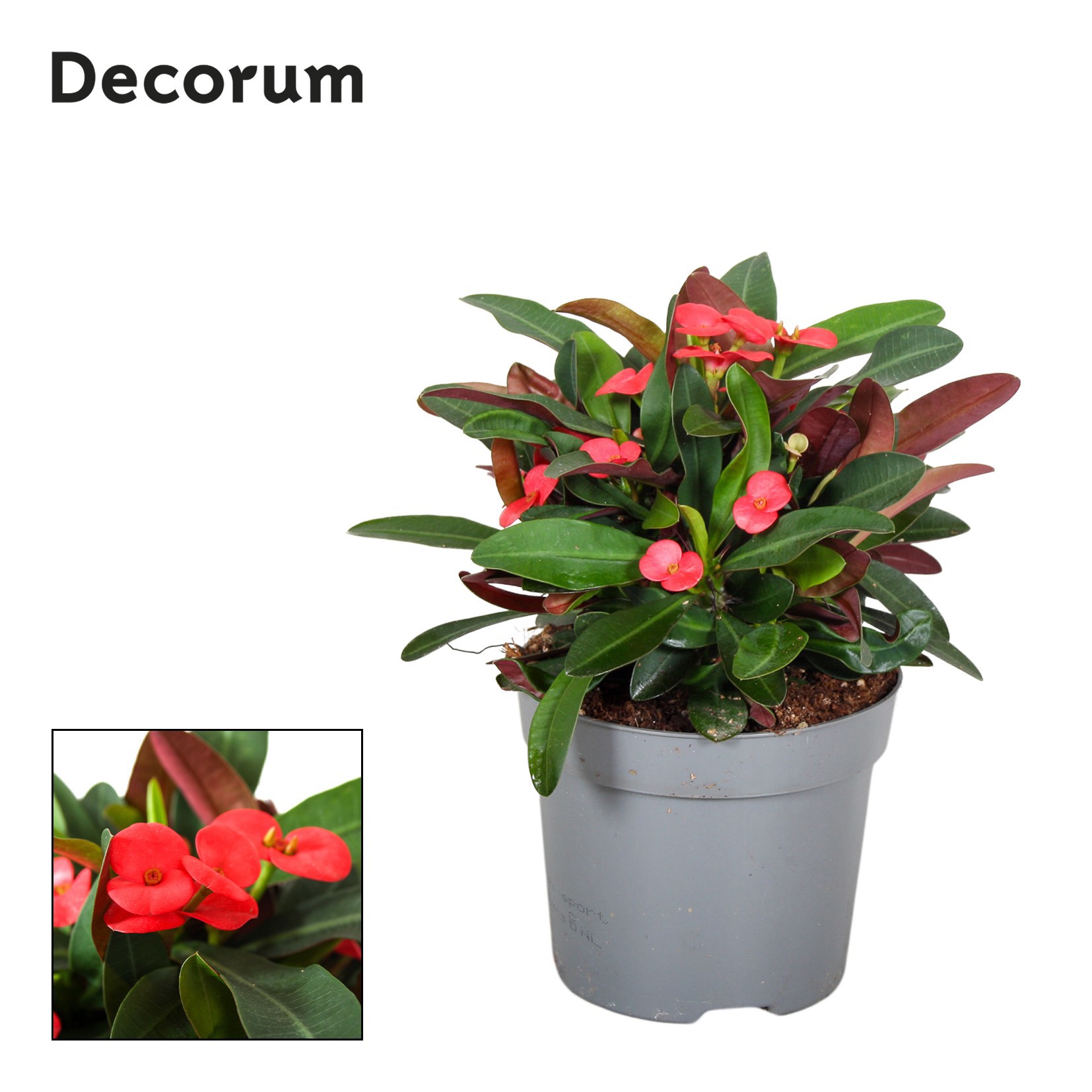 Euphorbia Milii Olympia Decorum, D 13