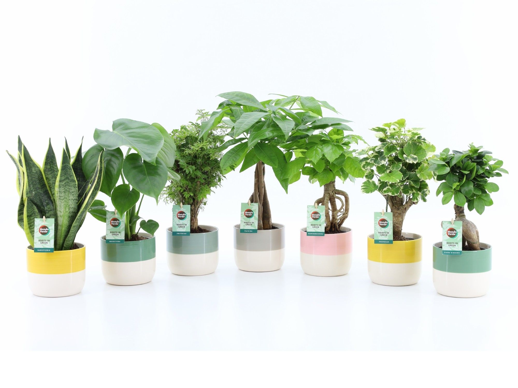 Exotic Green Mix in Two Tone, D 13