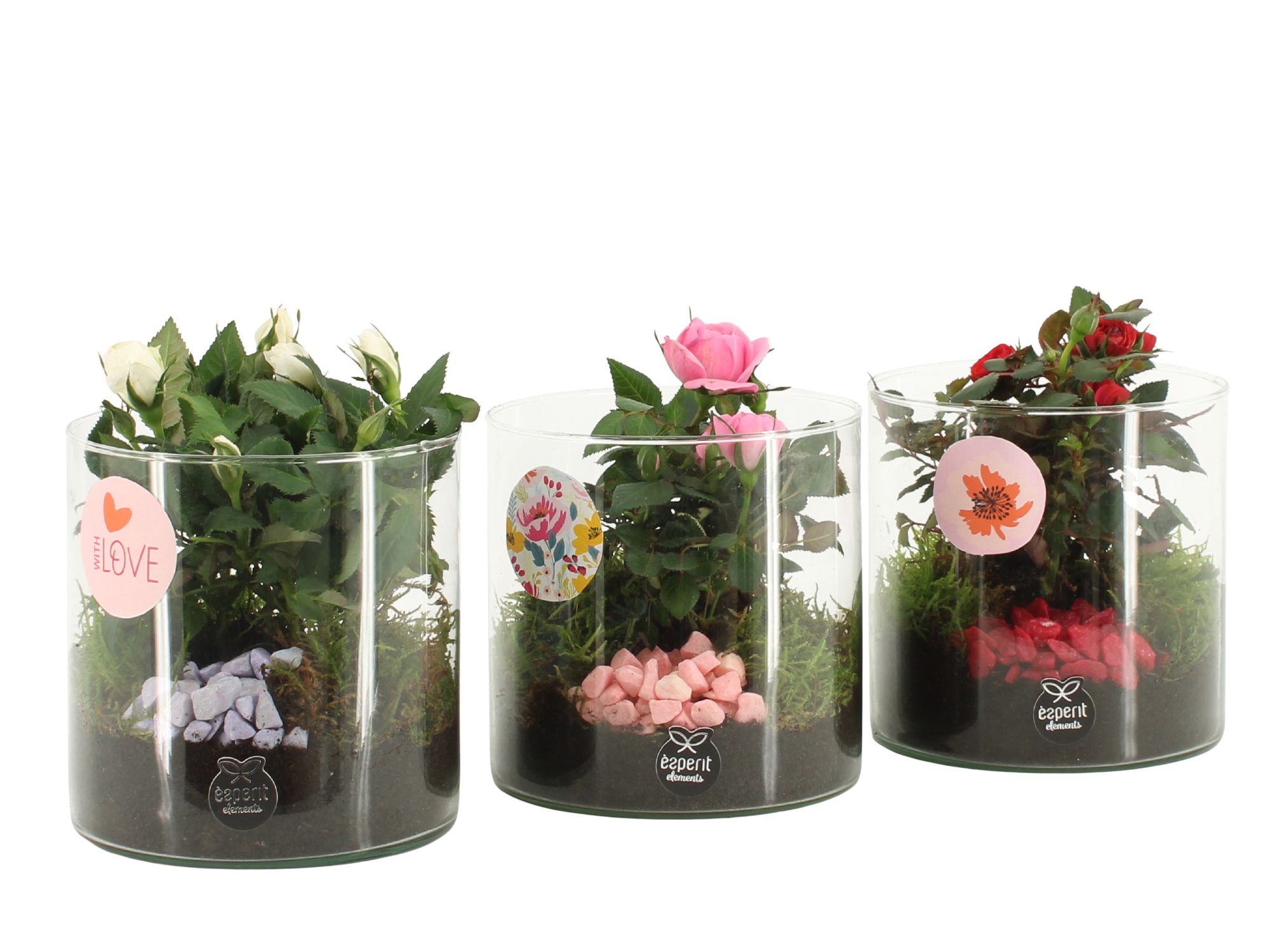 21871: Lovess arrangement, D 12