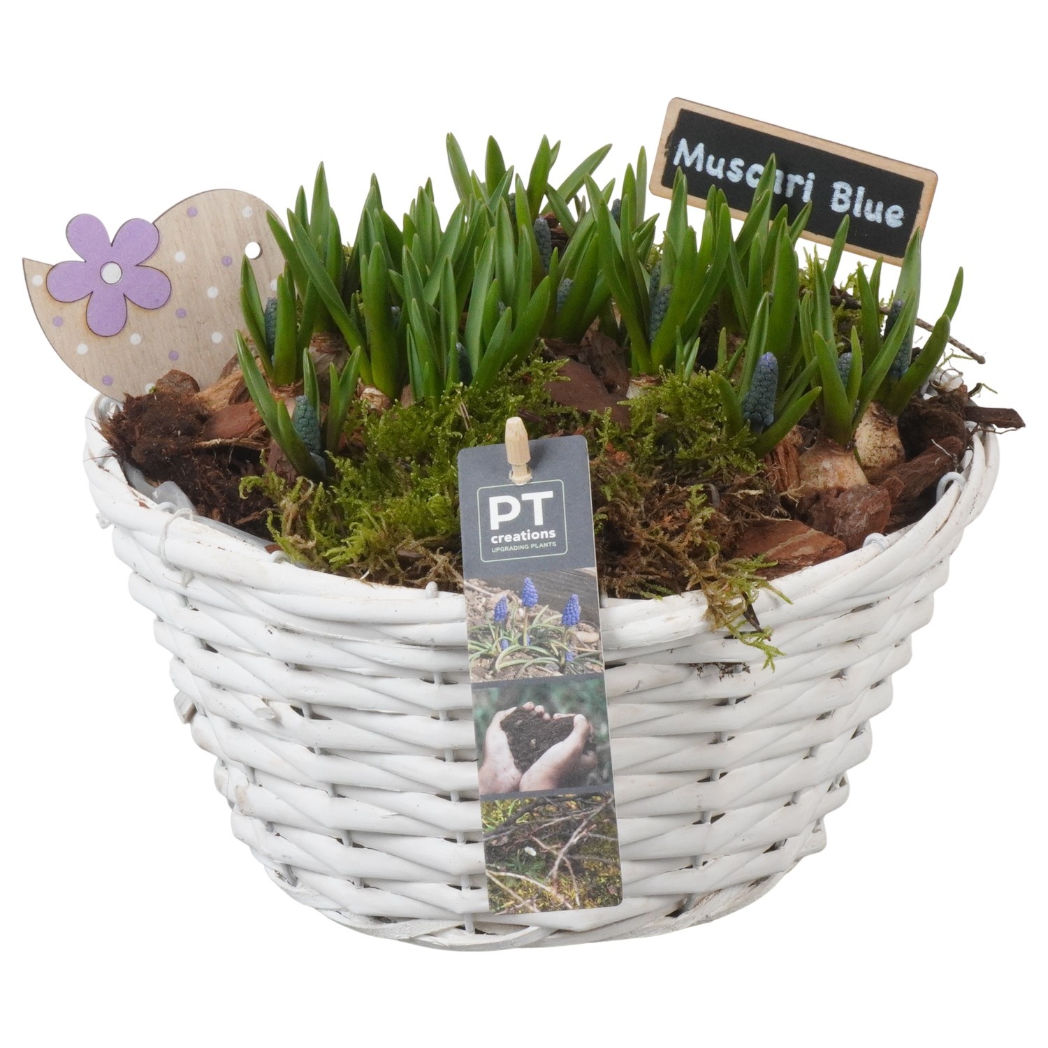 PTMB6230 Arrangement Muscari Blue in riet mand, D 24