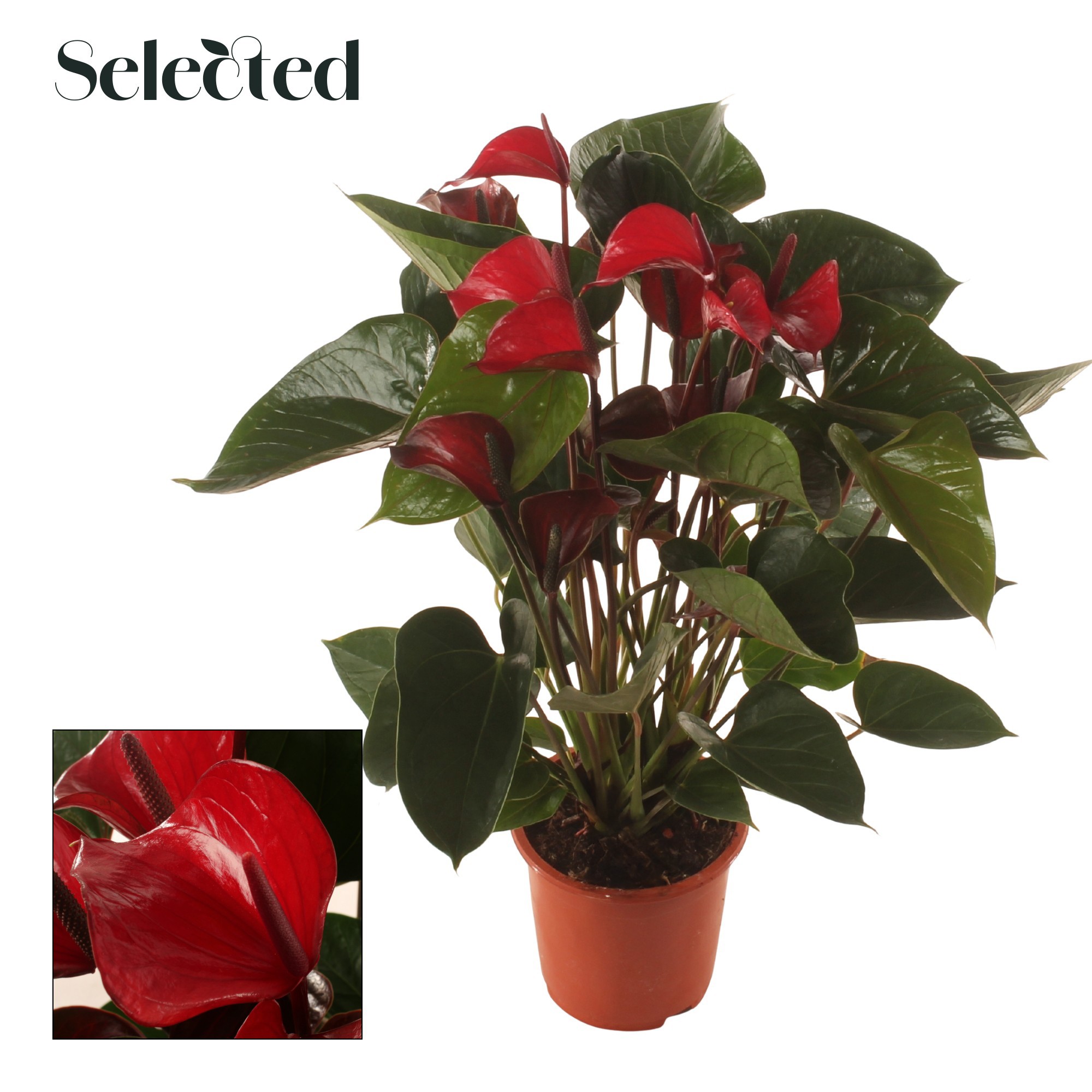 Anth. Deco Red P17 Selected, D 17