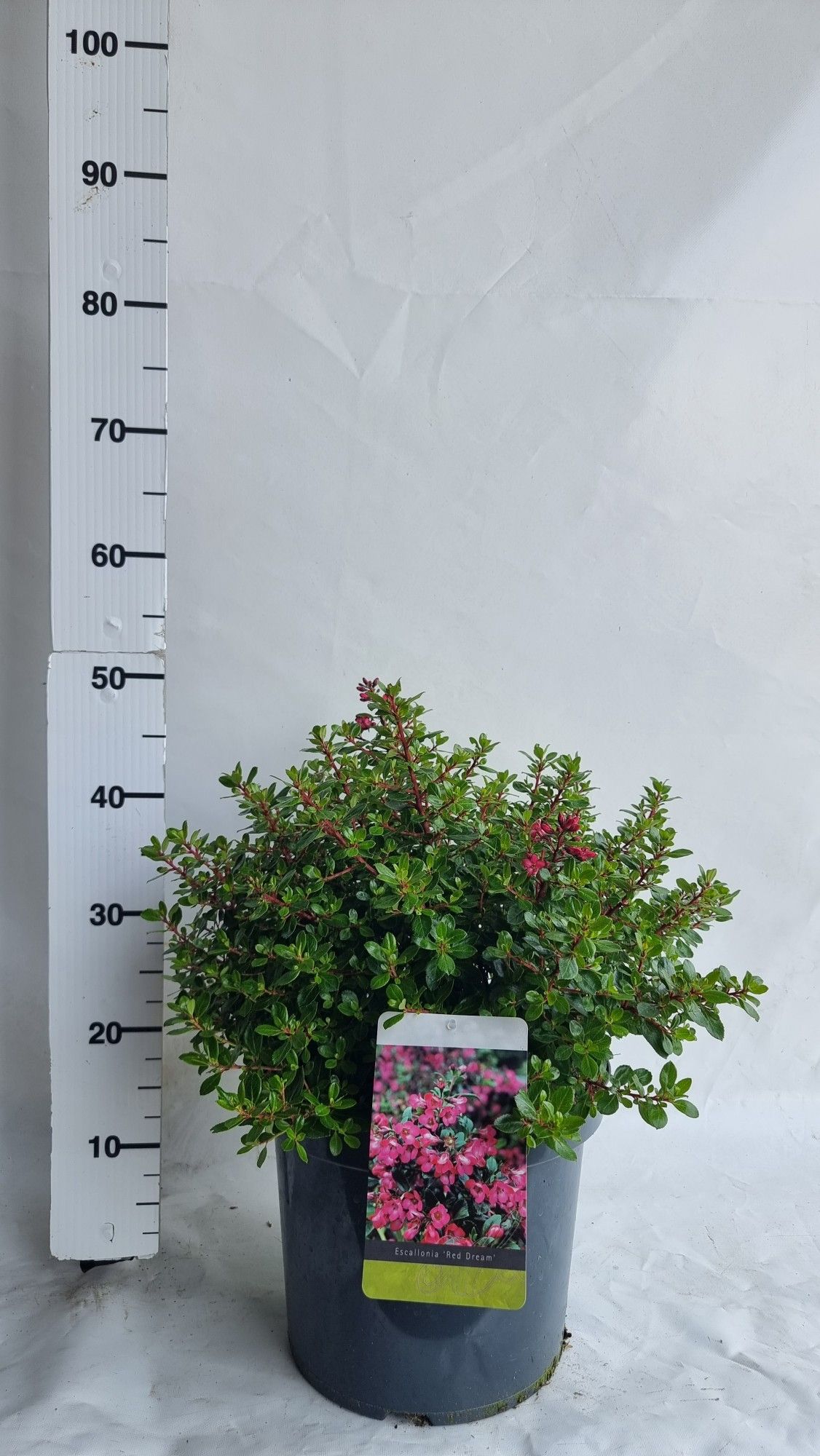 Escallonia 'Red Dream', D 30