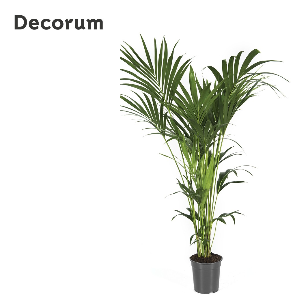 Howea forsteriana 140cm (Kentia) Decorum, D 21