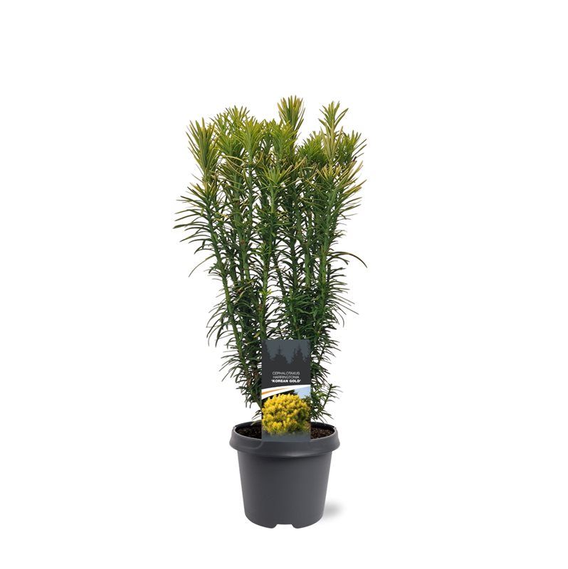 Cephalotaxus harringtonii 'Korean Gold', D 23