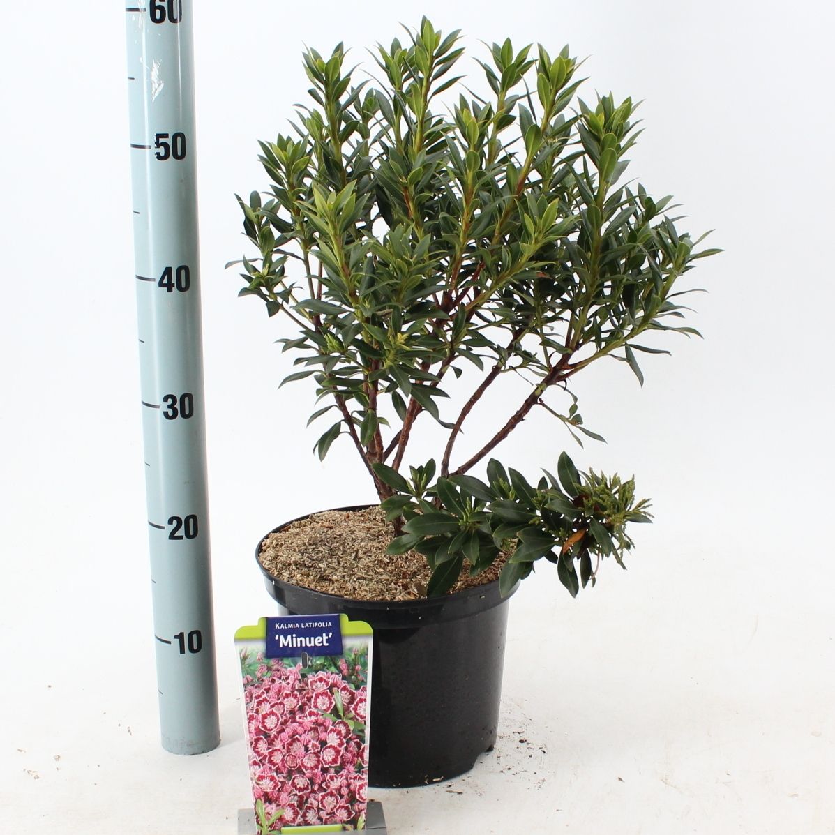 Kalmia lat. 'Minuet', D 23