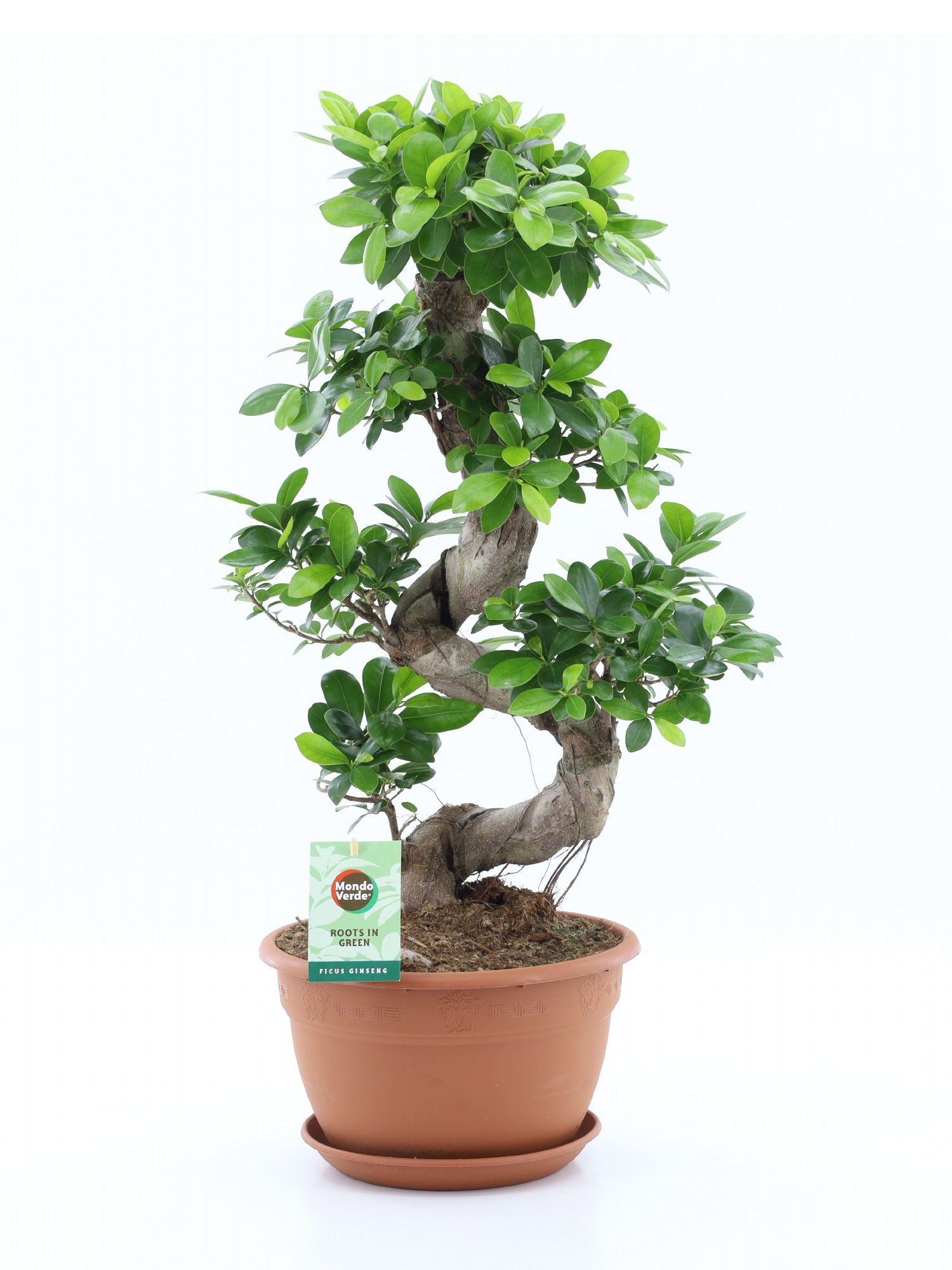 Ficus Ginseng S type, D 27