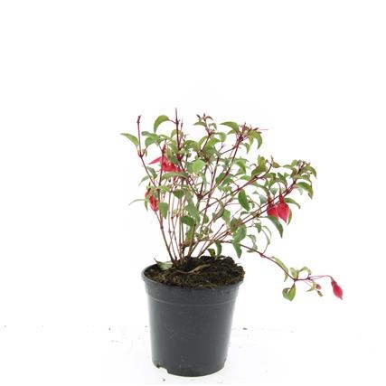 Fuchsia 'Madame Cornelissen', D 14