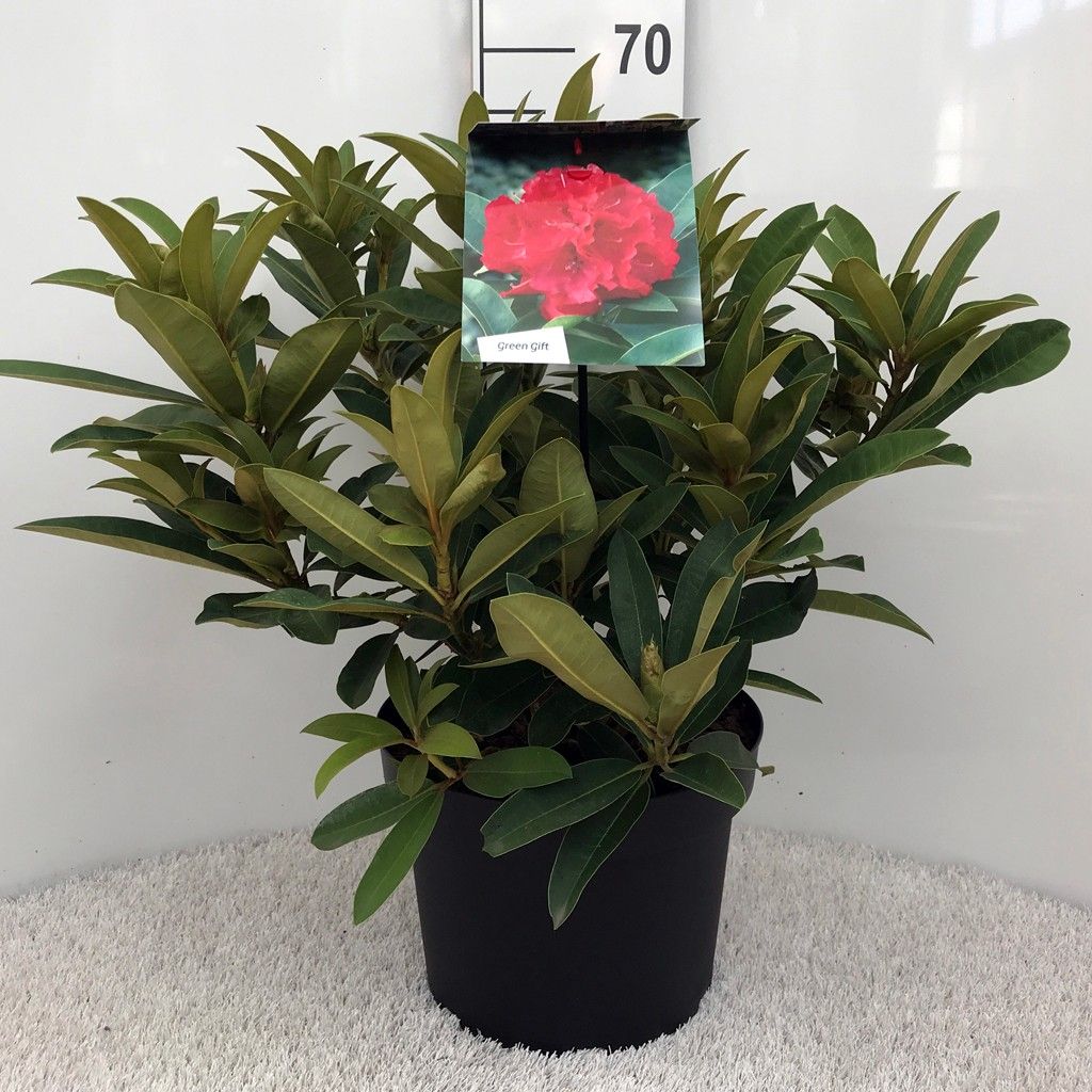 Rhodo. 'Wilgen's Ruby' red/pink, D 29