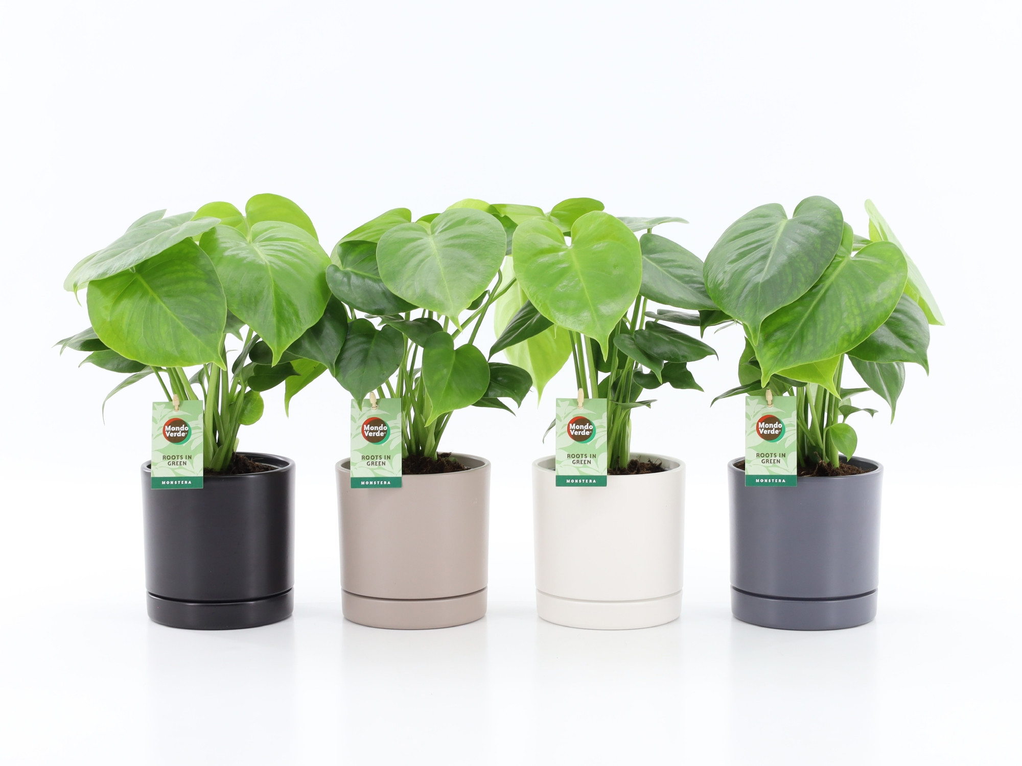 Monstera deliciosa in Hainan keramiek 4 kleuren, D 13