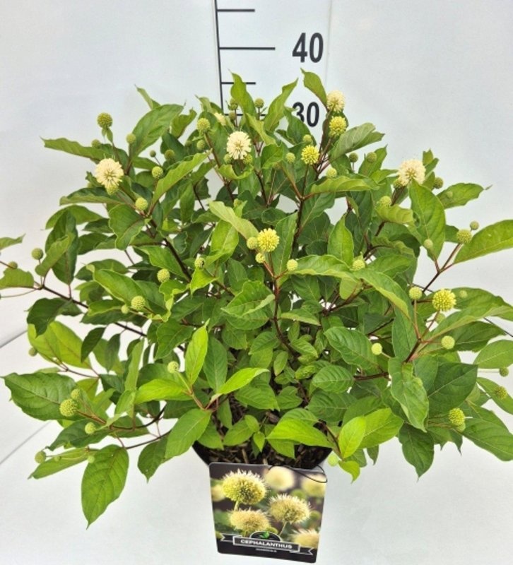 Cephalanthus occidentalis, D 29