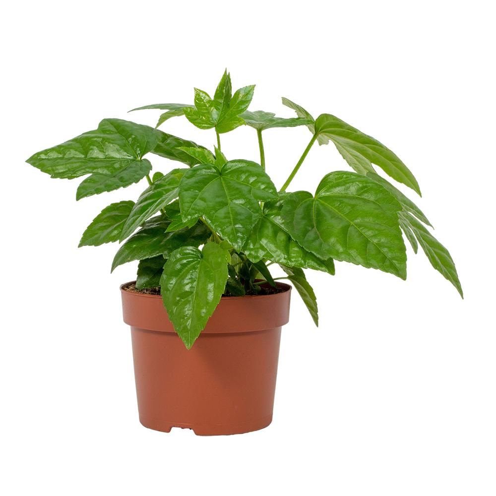 Fatsia Japonica 12cm, D 12