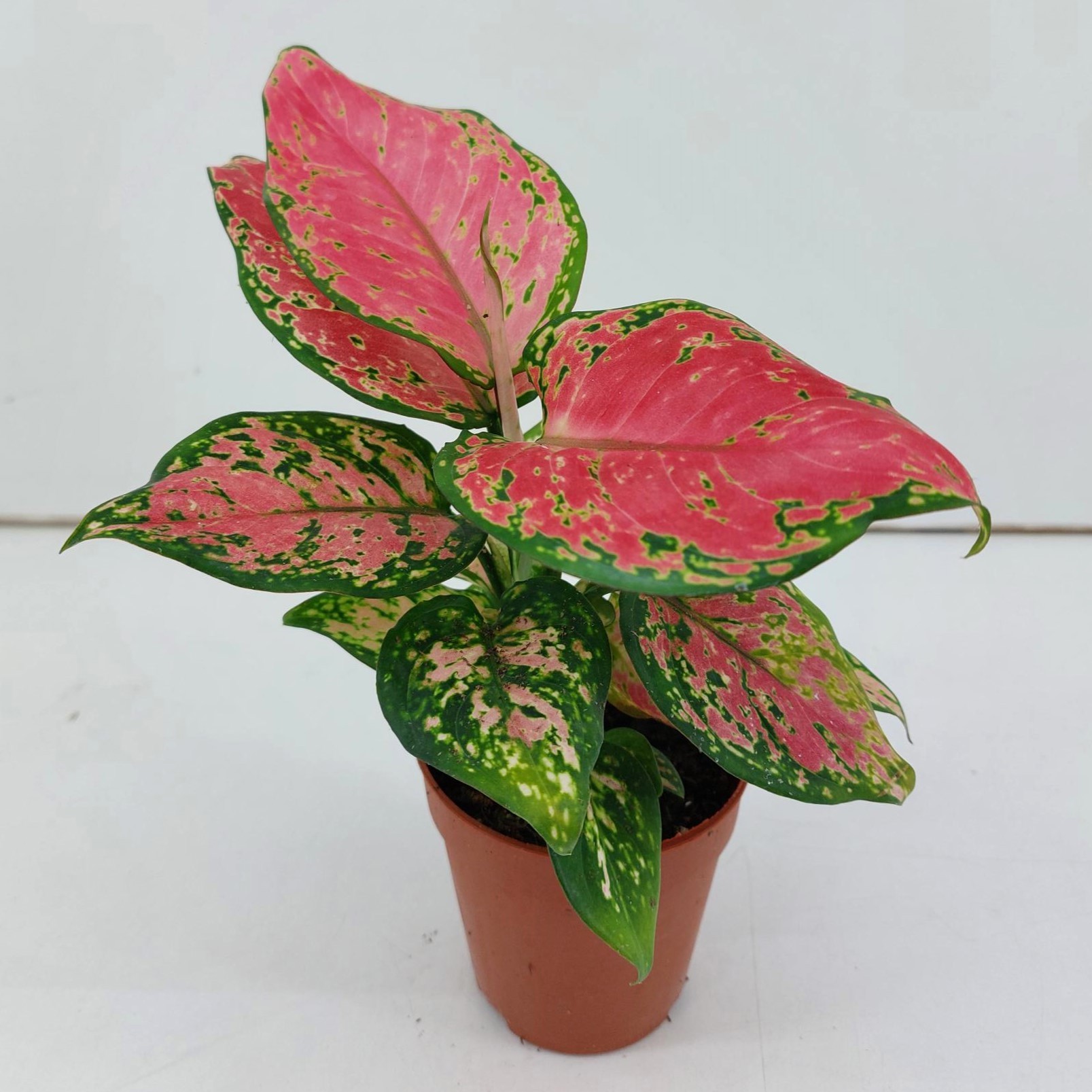 TDM P9 : Aglaonema Cherry Baby P9, D 9