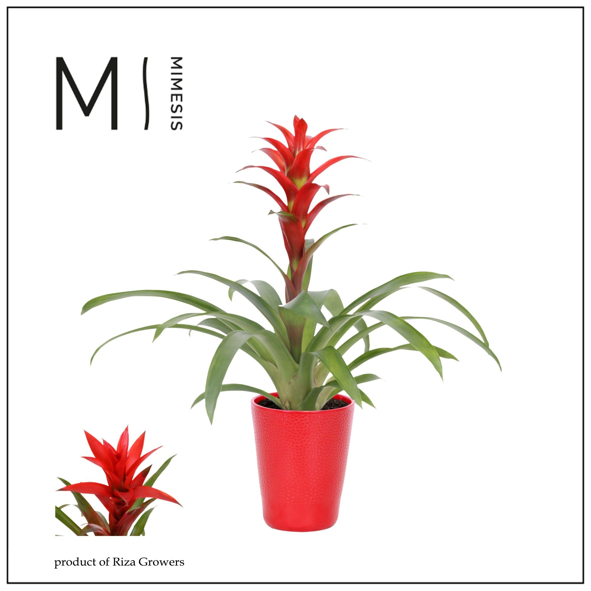Guzmania Suerte Red - 13cm in Florence | Mimesis, D 12