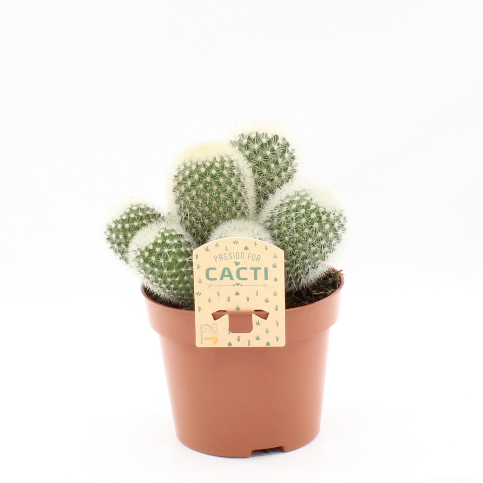 Mammillaria spinosissima pilcayensis, D 12