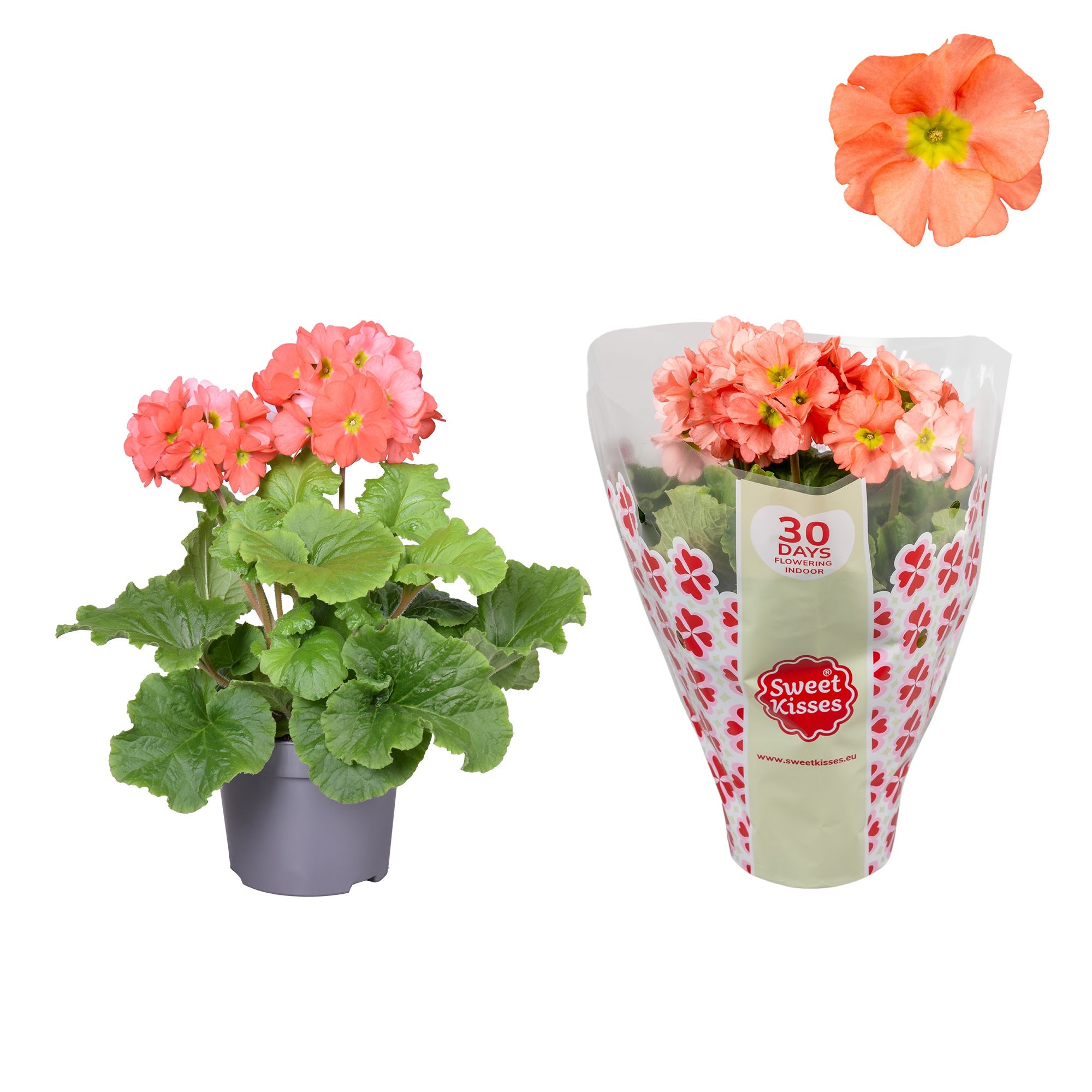 Primula Sweet Kisses Oranje, D 12