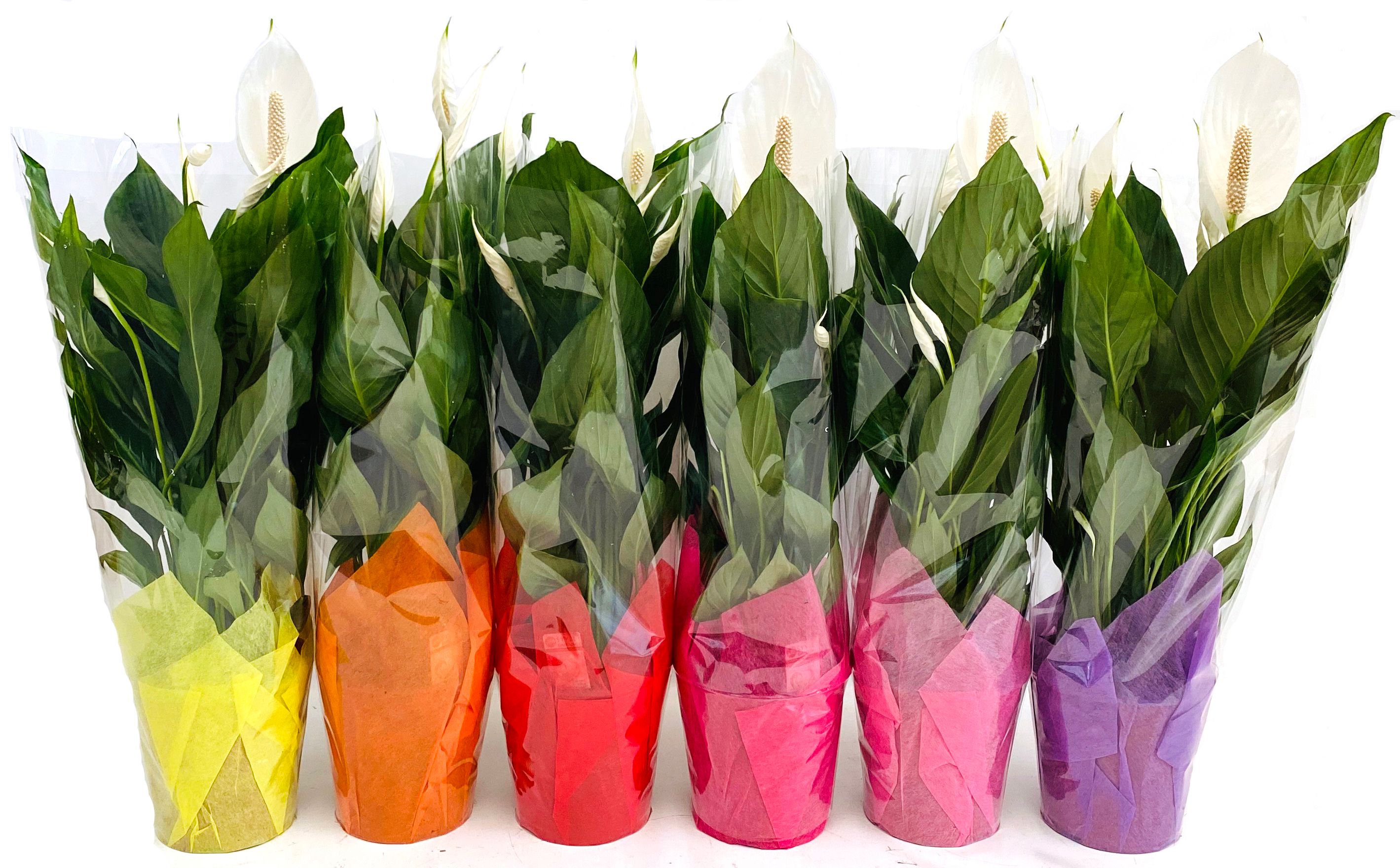 KP-105.1 - Spath Bingo Cupido 17cm in hoes met doekje (1283), D 17