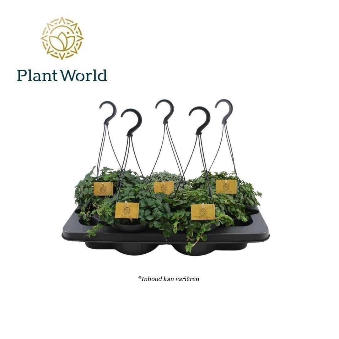 Gemengde tray 15cm Hangpot, D 15