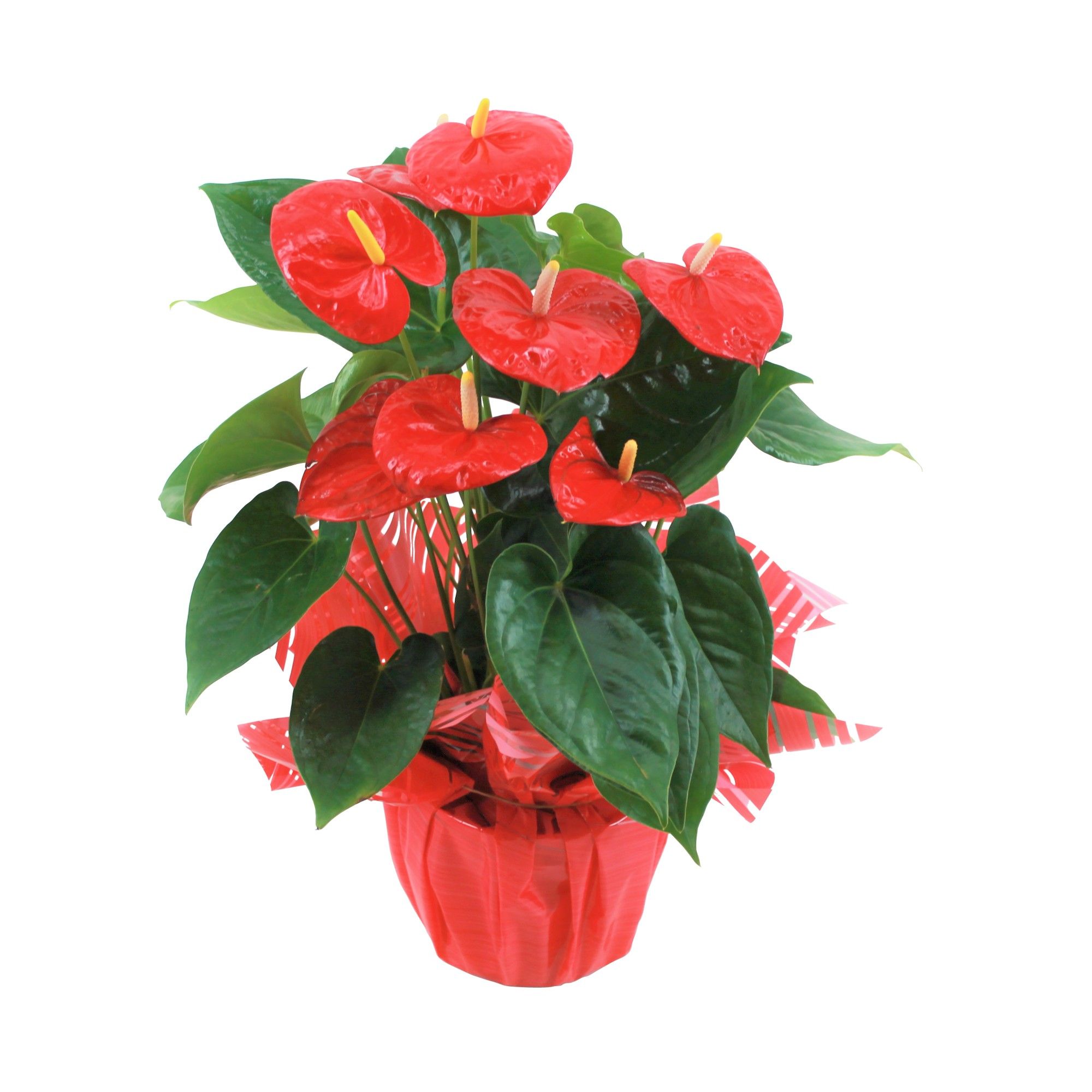 Anthurium XL.88 Aloha Red 17cm met rondello, D 17