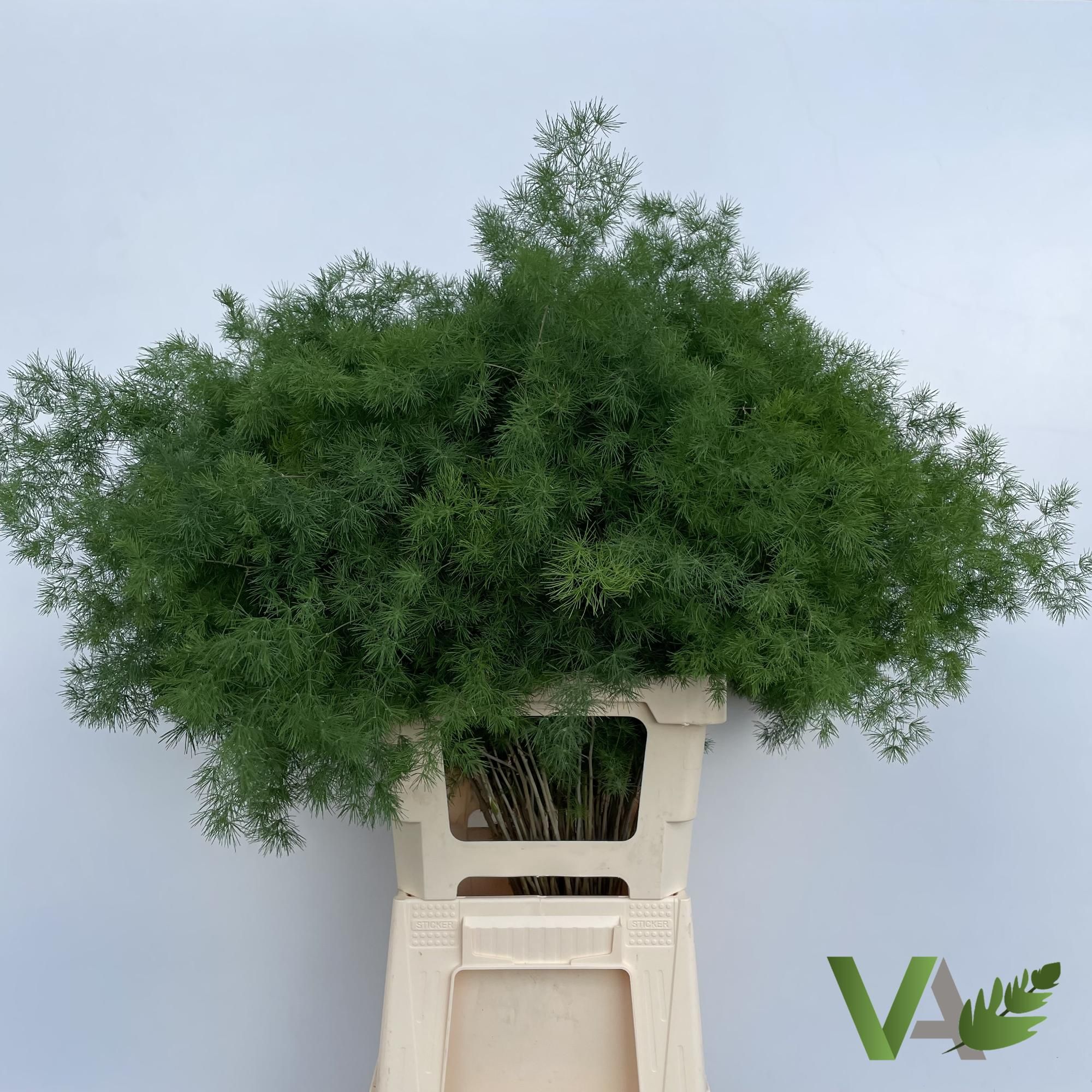 Аспарагус Умбелатус 70, шт.