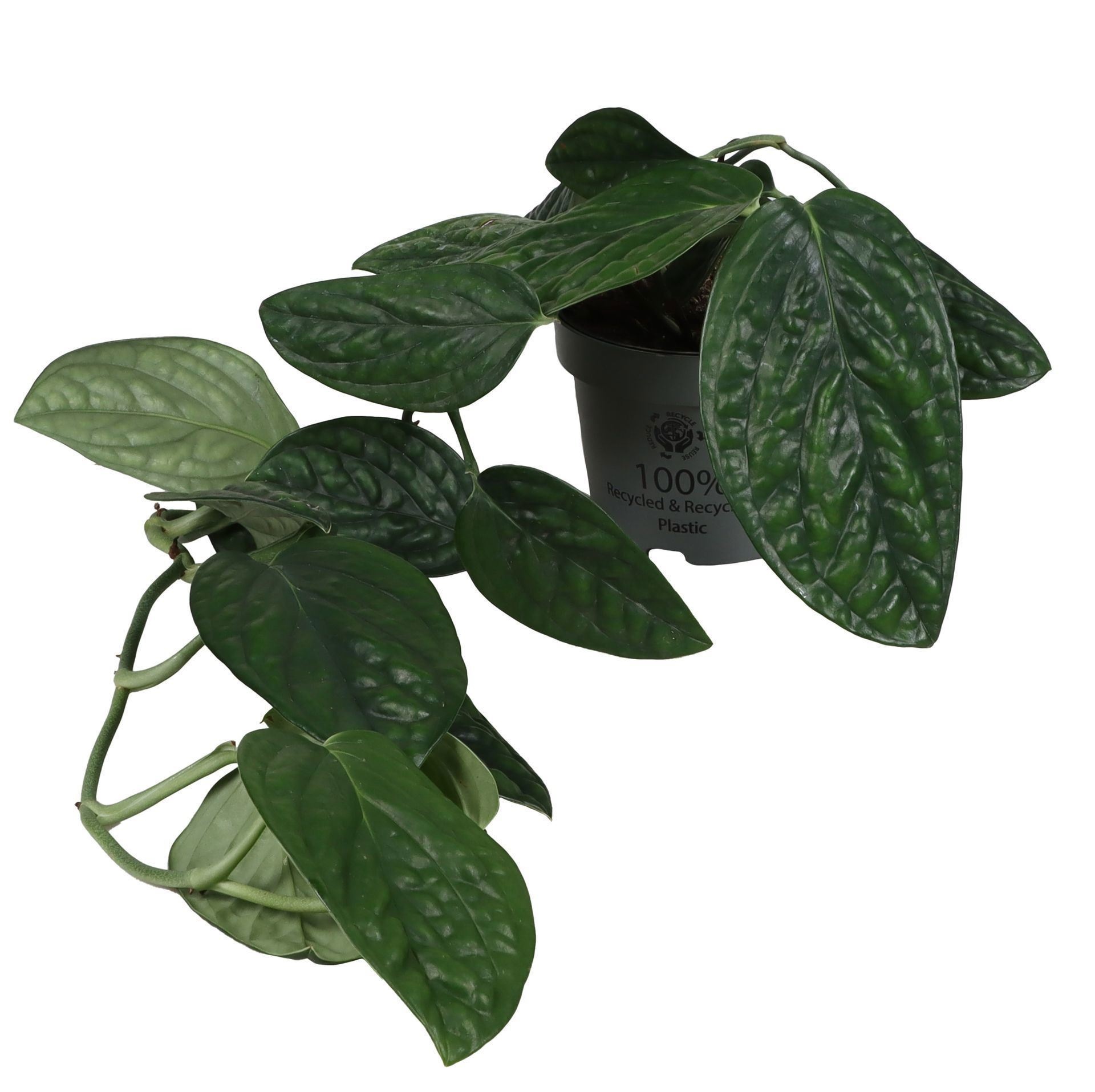 Monstera Peru 12 cm, D 12