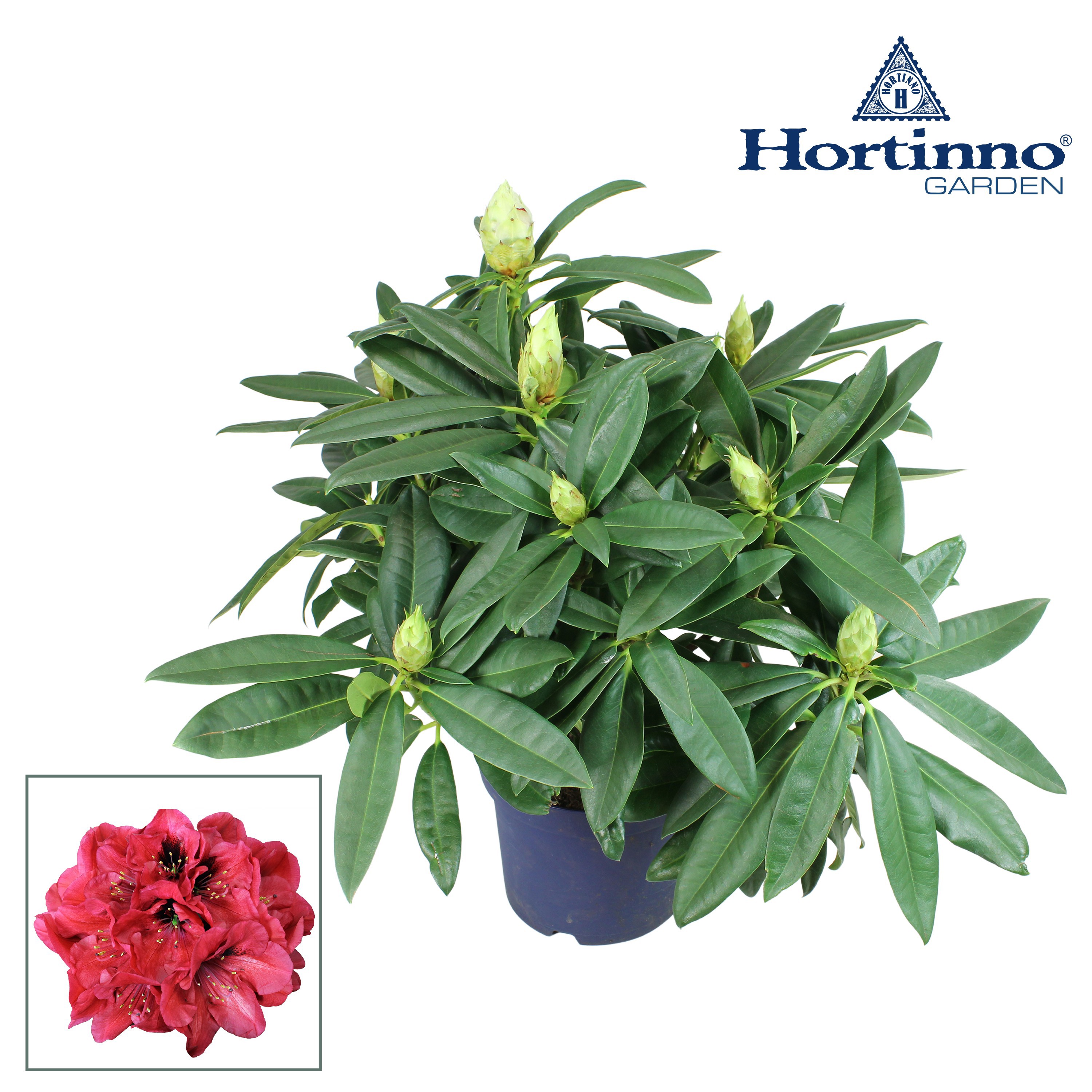 Hortinno® Garden XXL Red Devil groen 45 - 55 cm, D 23