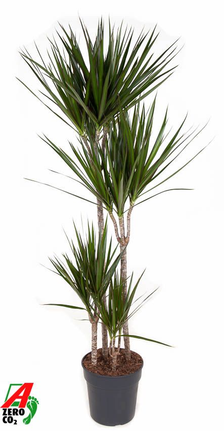 Dracaena Marginata 90-60-30-15, D 27