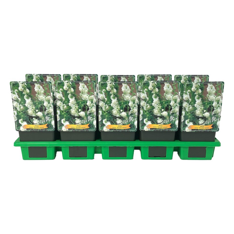 Alcea rosea flpl. 'Double White' P11, D 11