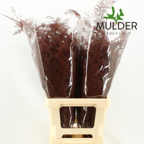 Аспарагус Овериг Крашеный (краш. ) 65, шт.