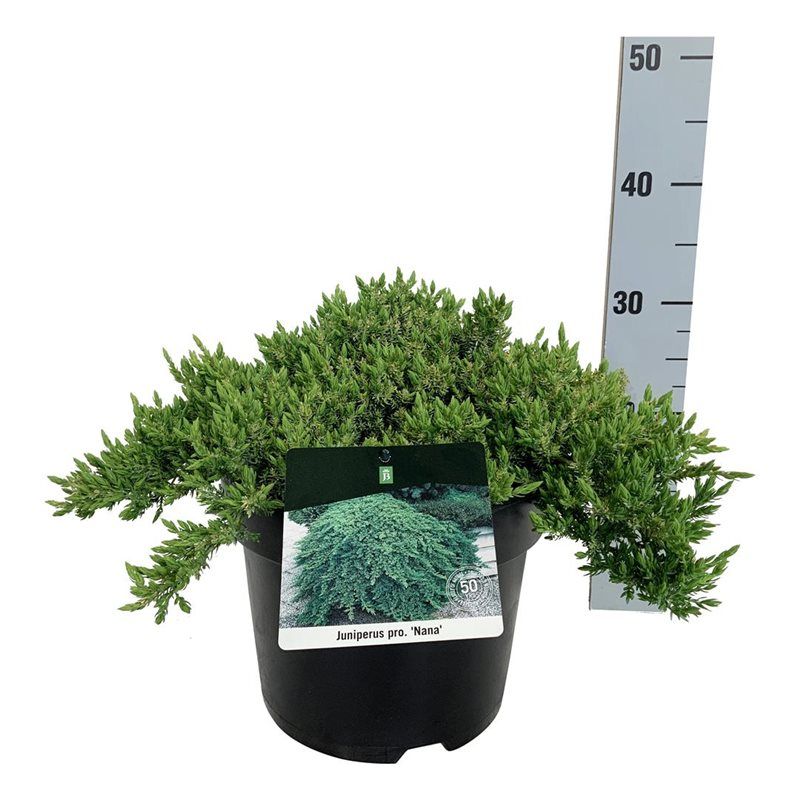 Juniperus proc. 'Nana', D 24