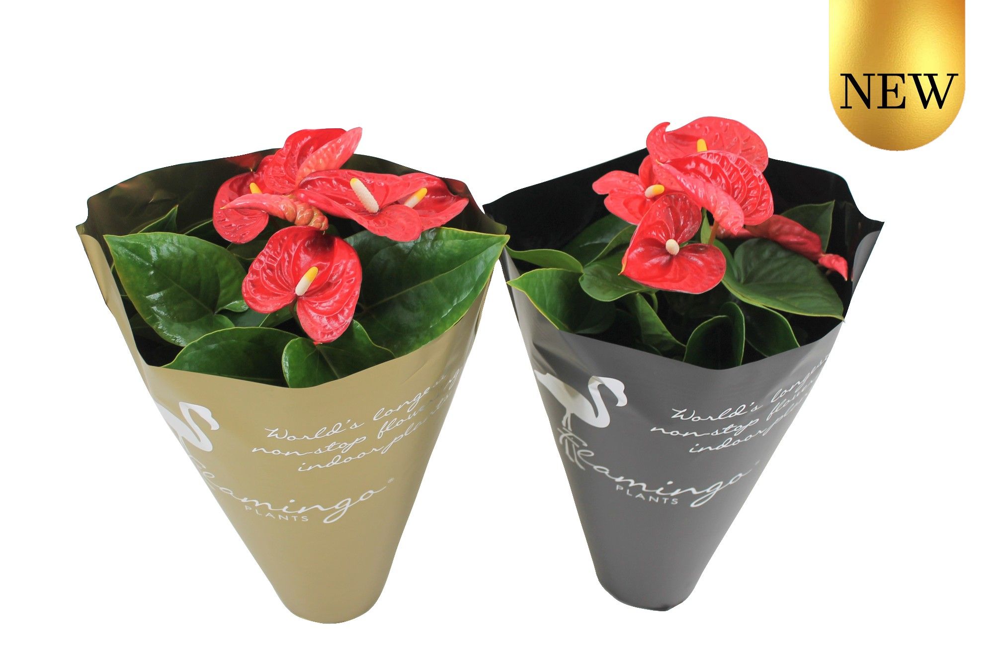 Anthurium XL.9 Jambo Red 14cm in gouden en zwarte sierhoes, D 14