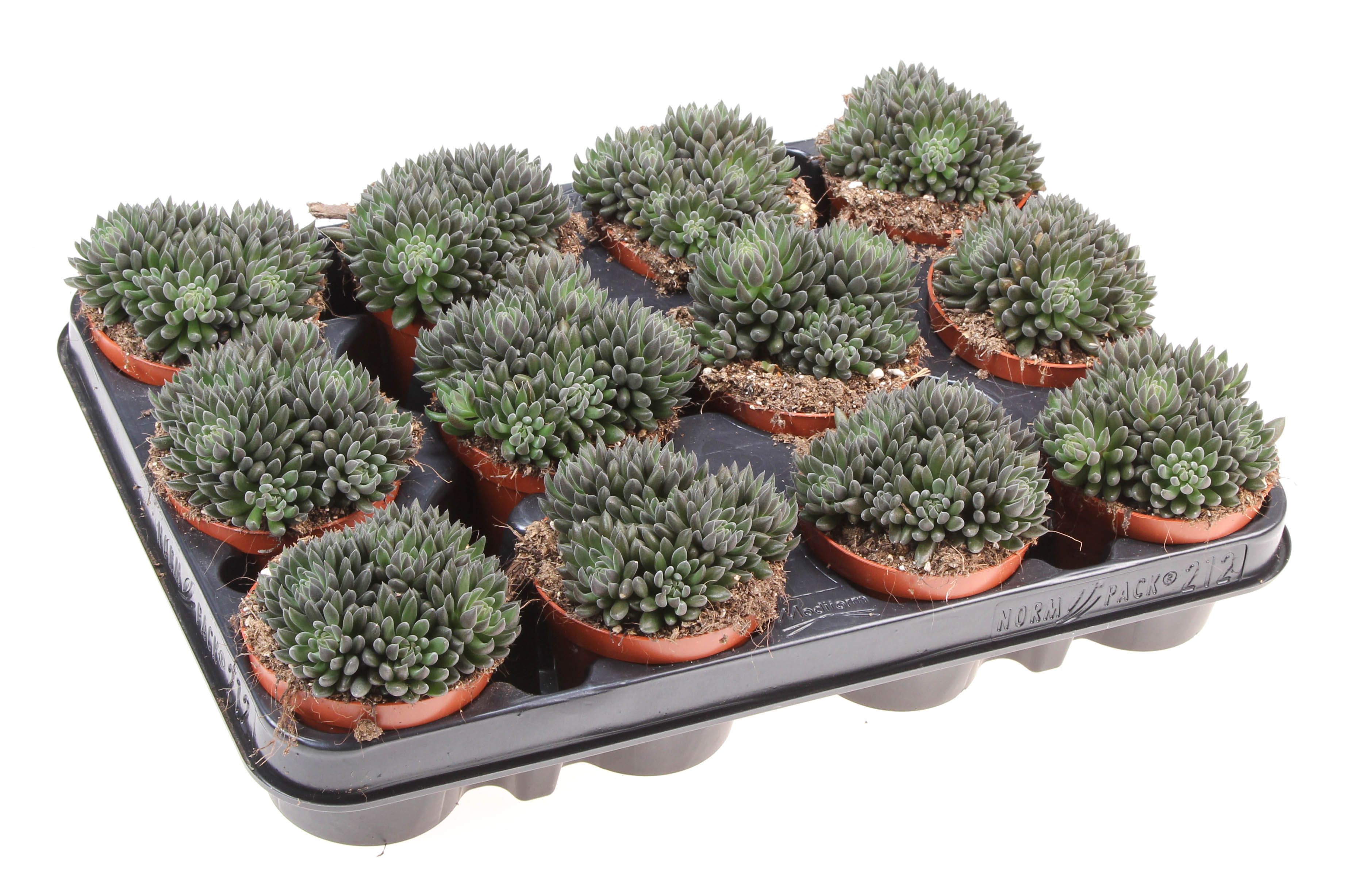 Sinocrassula yunnanensis, D 8,5