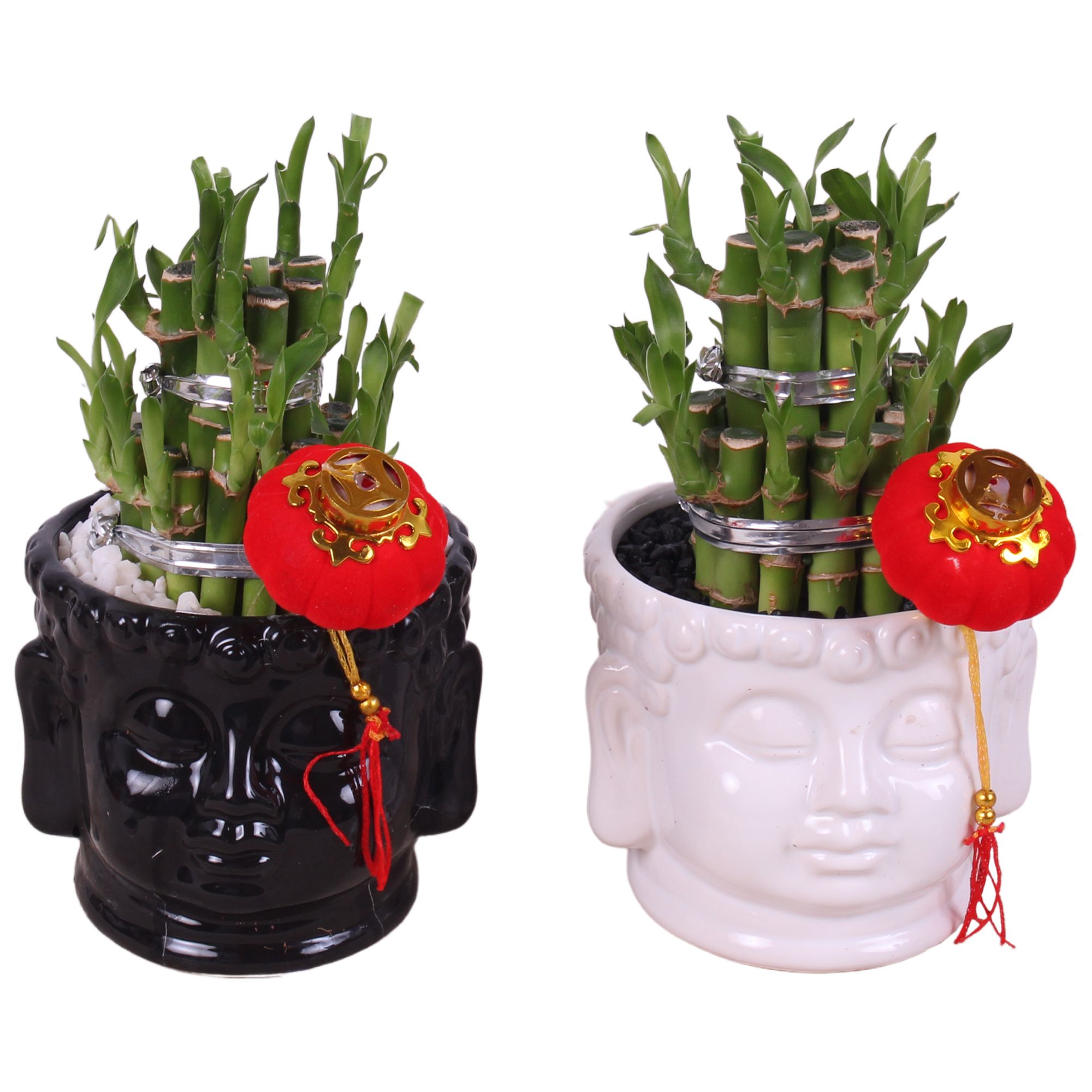 Lucky Bamboo Round 2Small in Buddha head pot Black/White Ø11cm, D 11