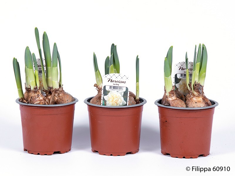 NARCISSUS INCOMPARABILIS 'Ice King', D 11