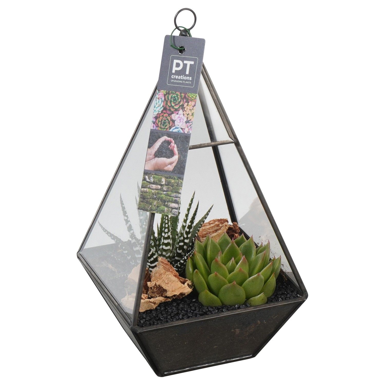 PTSU8401 Arrangement Succulenten in glazen driehoek, D 13
