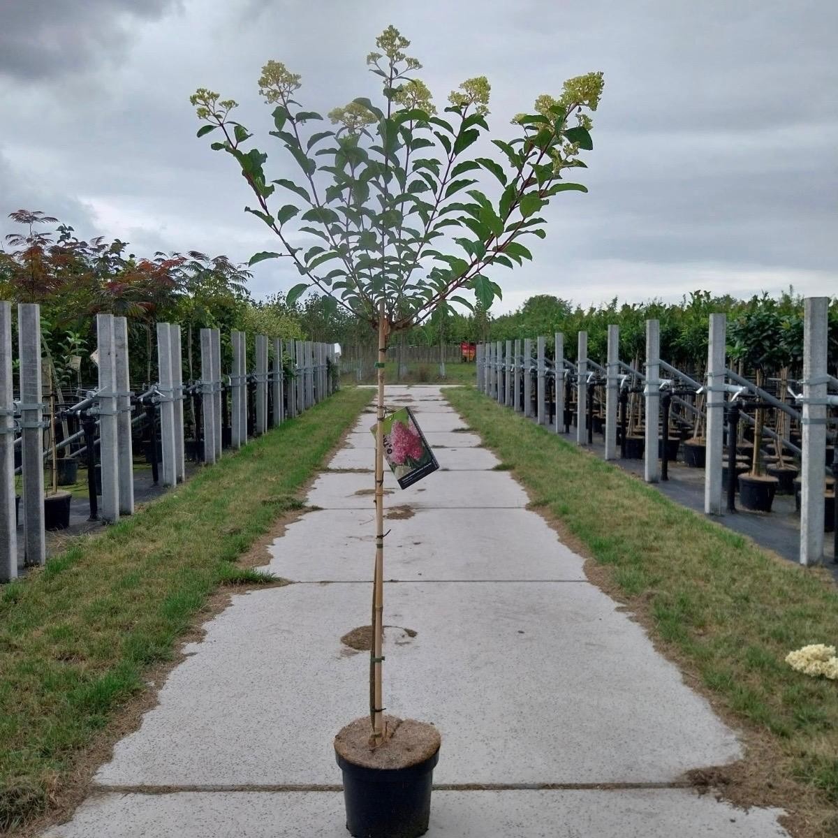 Hydrangea pan. Vanille-Fraise® ('Renhy'PBR) --stam 90 cm, D 26