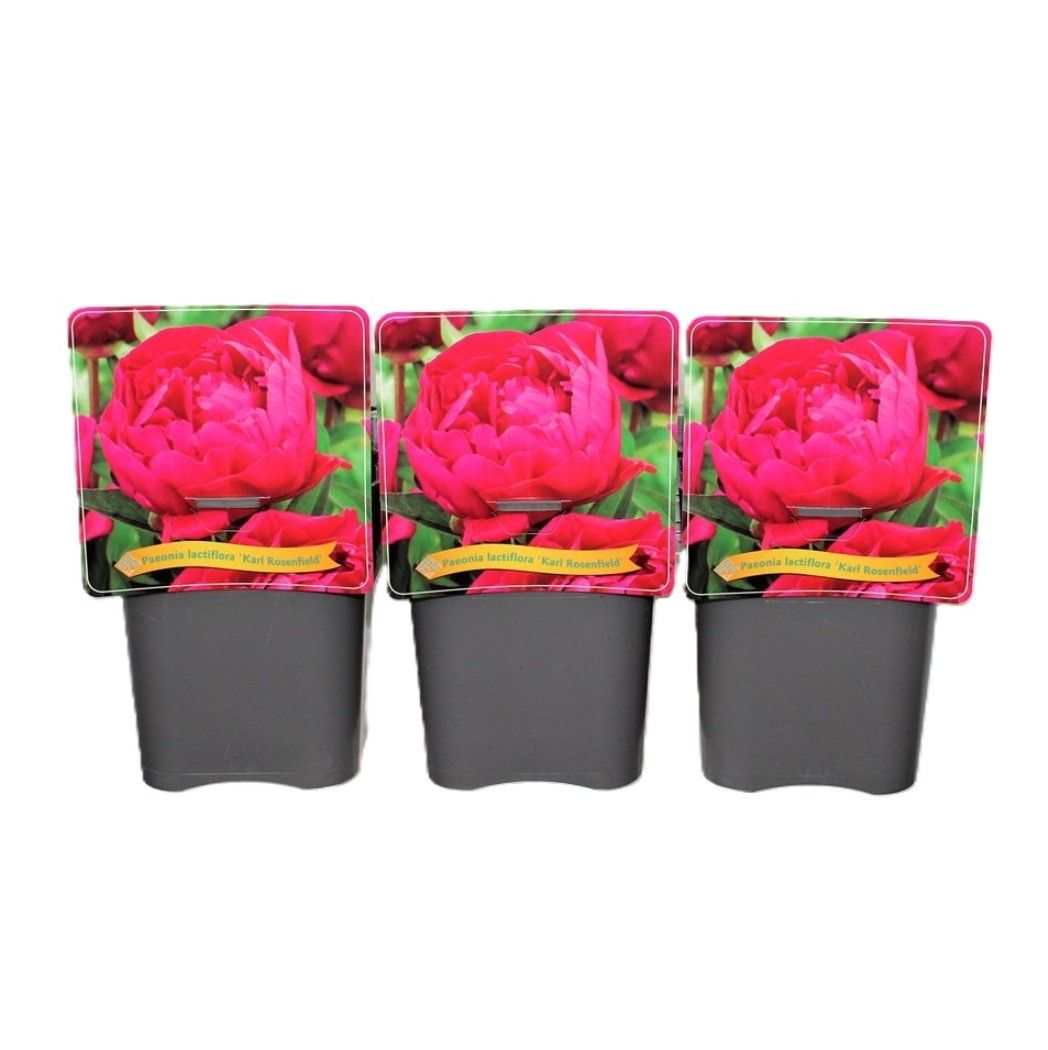 Paeonia Lactiflora 'Karl Rosenfield' C5, D 21