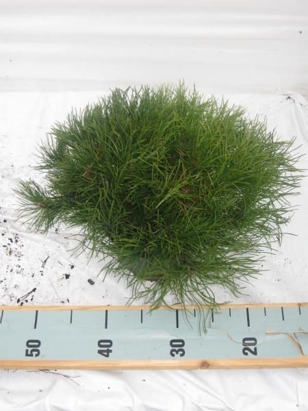Pinus mugo mughus, D 17