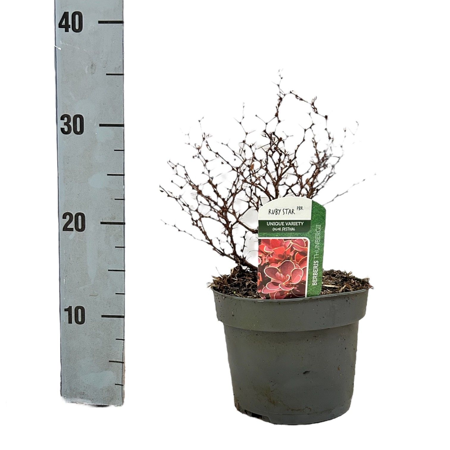 Berberis thunbergii 'Ruby Star', D 17