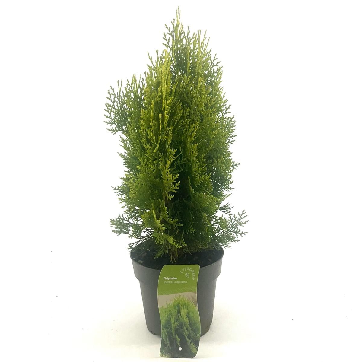 Platycladus or. 'Aurea Nana', D 17