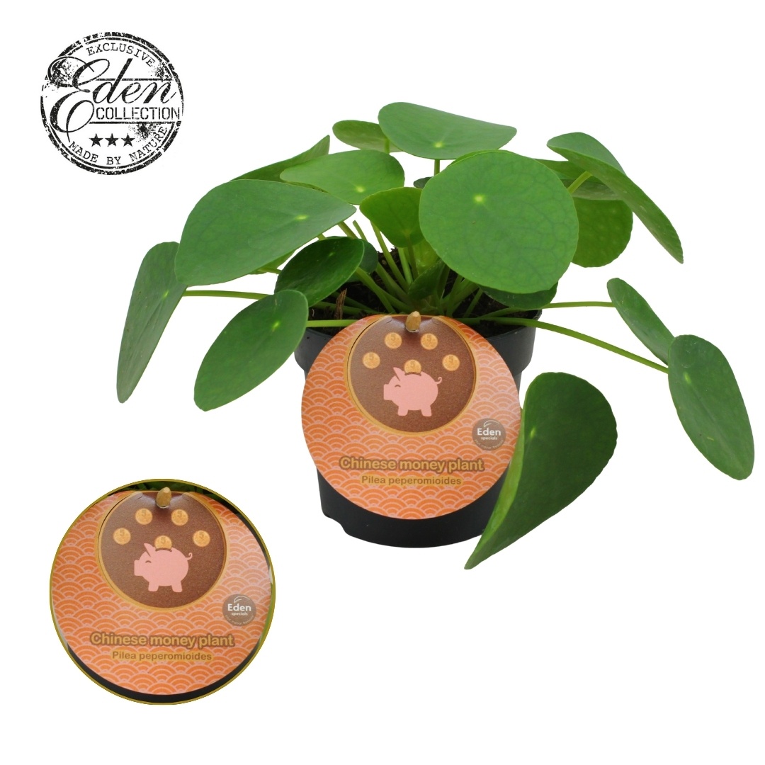 Pilea Peperomioides 10,5cm Engels etiket, D 10,5